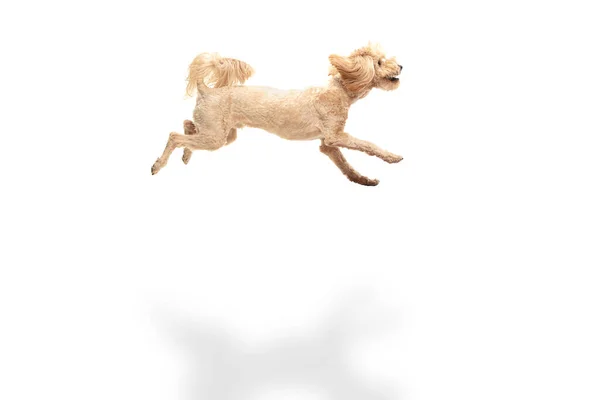 Happy maltipoo pies skacze izolowane na białym tle. — Zdjęcie stockowe