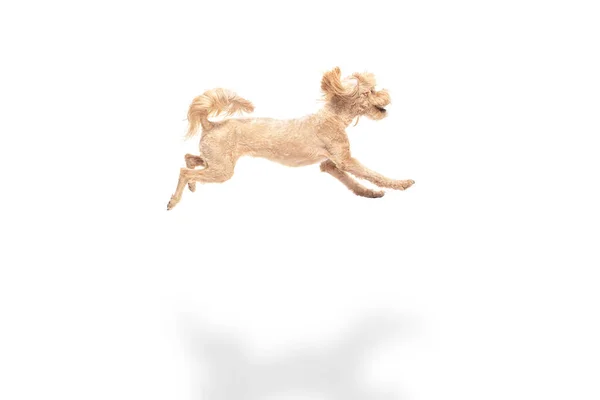 Μικρό αστείο σκυλί θέτει απομονωμένο πάνω από λευκό φόντο. Copyspace για διαφήμιση. — Φωτογραφία Αρχείου