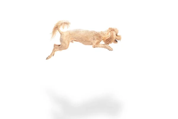 Happy Maltipoo koira hyppääminen eristetty yli valkoinen tausta. — kuvapankkivalokuva