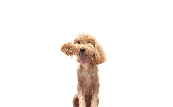 Portrait of funny puppy of maltipoo dog isolated over white background. — Stok Foto
