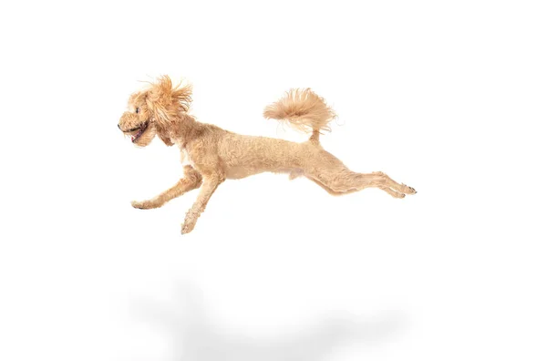 白い背景の上に隔離された幸せなマルチプーさんの犬ジャンプ. — ストック写真