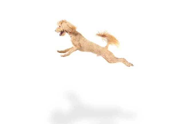 Boldog maltipoo kutya jumping elszigetelt felett fehér háttér. — Stock Fotó
