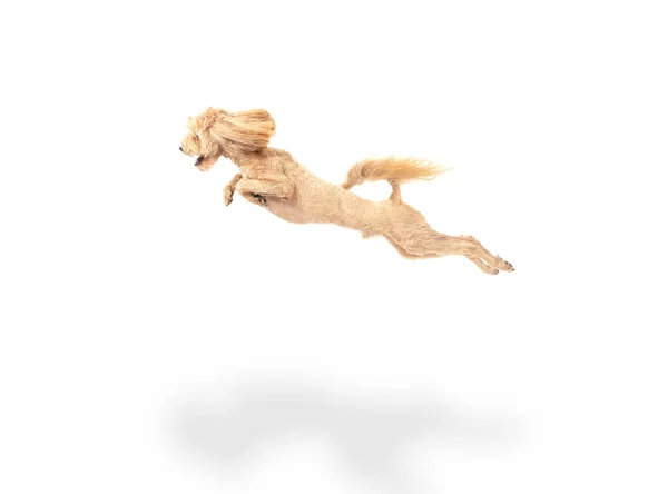 Beautiful dog jumping isolated over white background. Copyspace for ad. — Stock Photo, Image