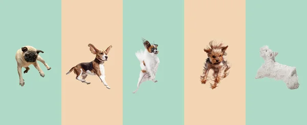 Красиві домашні собаки стрибають ізольовані на градієнтному фоні . — стокове фото