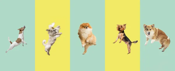 Cinci câini mici sărind izolat pe fundal gradient, Collage .. — Fotografie, imagine de stoc