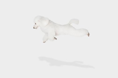 Küçük komik köpek beyaz kaniş beyaz arka planda yalnız uçuyor..