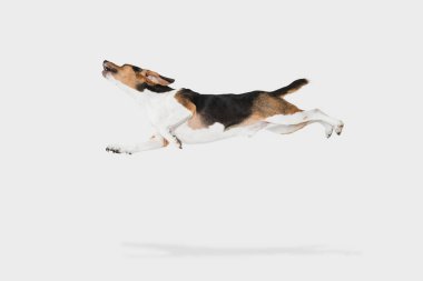 Beyaz arka planda izole edilmiş Estonya av köpeği portresi.