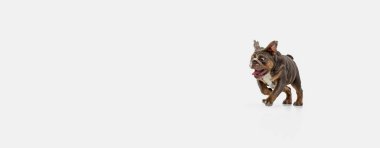 Beyaz arka planda izole edilmiş komik Amerikan bulldog köpeği portresi.