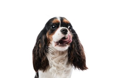 Beyaz arka planda izole edilmiş Kral Charles Spaniel 'in yarım boy portresi..