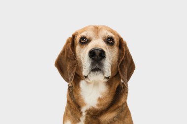 Beyaz arka planda izole edilmiş büyük Beagle köpeğinin yakın plan portresi..