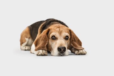 Sakin, kahverengi Beagle köpeği beyaz arka planda yalnız poz veriyor..