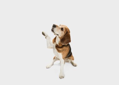 Beyaz arka planda yalnız poz veren sevimli yaşlı Beagle köpeği..