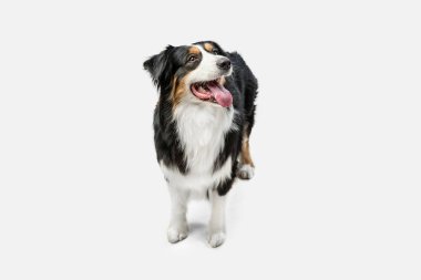 Büyük mutlu Avustralya çoban köpeği beyaz arka planda tek başına duruyor..