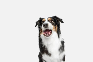 Avustralya çoban köpeğinin yarım boy portresi beyaz arka planda izole edilmiş..