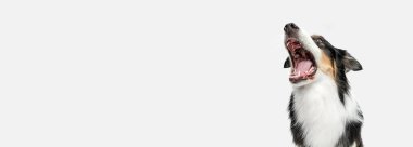 Büyük mutlu Avustralya çoban köpeği beyaz arka planda tek başına duruyor..