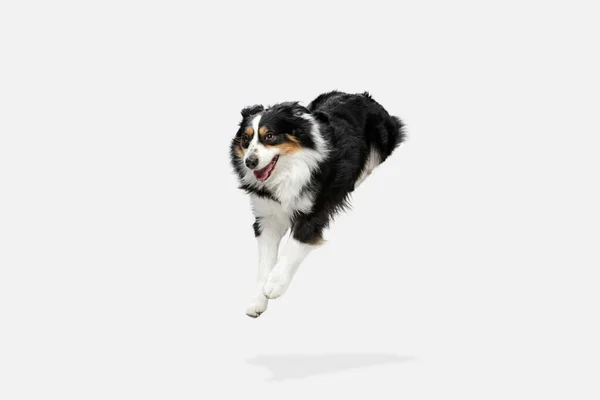 Lindo perro pastor australiano feliz corriendo aislado sobre fondo blanco. — Foto de Stock