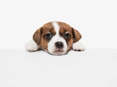 Beyaz arka planda izole edilmiş küçük şirin Jack Russell köpeği yavrusu..