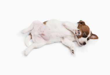 Uyuyan köpek yavrusu Jack Russell arka planda izole edilmiş..