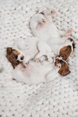 Jack Russell 'ın köpeğinin uyuyan üç sevimli yavrusu arka planda izole edilmiş..