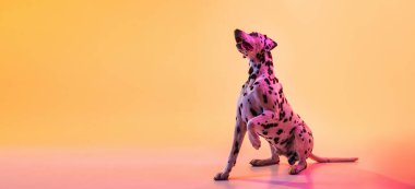 Büyük Dalmaçyalı, safkan köpek sarı arka planda, neon ışıkta izole bir şekilde poz veriyor..