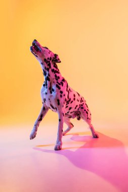 Büyük Dalmaçyalı, safkan köpek sarı arka planda, neon ışıkta izole bir şekilde poz veriyor..