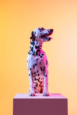 Beyaz Dalmaçyalı, kaidede oturuyor. Sarı arka planda, neon ışıkta izole..