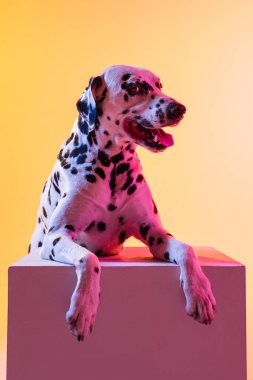 Yakın plan mutlu Dalmaçyalı, safkan köpek sarı arka planda, neon ışıkta izole edilmiş poz veriyor..