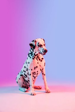 Güzel, büyük Dalmaçyalı, neon ışıklarıyla izole edilmiş pembe bir arkaplanda..