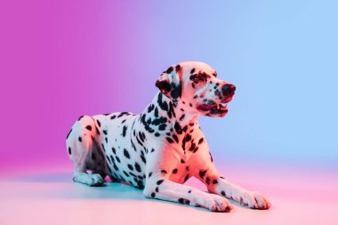 Dalmaçyalı bir köpeğin portresi, neon ışıkta mavi bir arkaplanda izole edilmiş..
