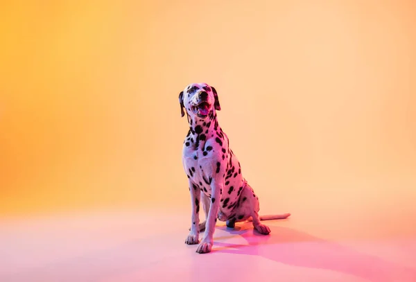 Grote Dalmatische, raszuivere hond poseren geïsoleerd op gele achtergrond in neon licht. — Stockfoto