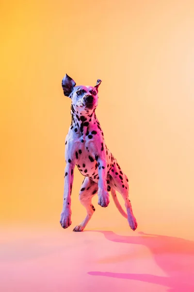 快乐可爱的达尔马提亚犬，纯种的狗，在霓虹灯下与黄色背景隔离. — 图库照片