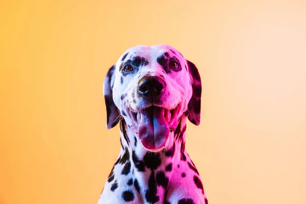Gros plan heureux Dalmatien, chien de race posant isolé sur fond jaune au néon. — Photo