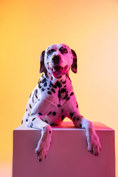 Close-up vrolijke Dalmatische, raszuivere hond poseren geïsoleerd op gele achtergrond in neon licht. — Stockfoto