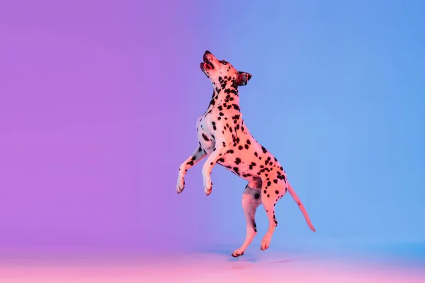 霓虹灯下梯度粉色蓝色背景分离的达尔马提亚犬的肖像. — 图库照片