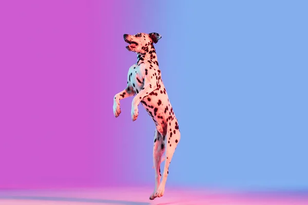 Graceful dog, Dalmatian isolated on gradient pink blue background in neon light. - Stock-foto