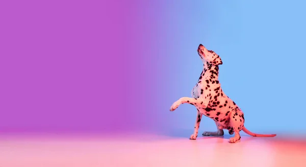 優雅な犬、ダルマチアはネオンライトのグラデーションピンクブルーの背景に隔離されています. — ストック写真