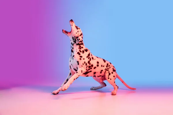 优雅的狗，达尔马提亚犬，在霓虹灯下的渐变粉色蓝色背景上被隔离. — 图库照片