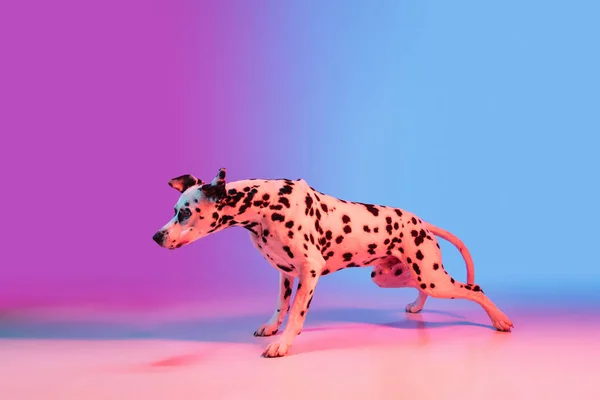 Χαριτωμένο σκυλί, Δαλματίας απομονώνονται σε κλίση ροζ μπλε φόντο σε νέον φως. — Φωτογραφία Αρχείου