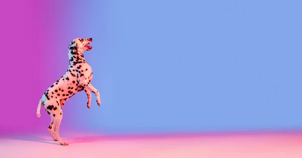 Graceful dog, Dalmatian isolated on gradient pink blue background in neon light. - Stock-foto