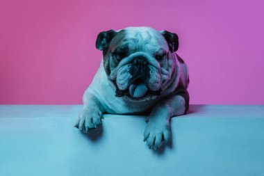 İngiliz bulldog 'unun portresi neon rengi pembe arkaplanda izole edilmiş.