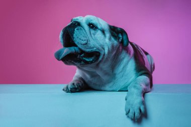 İngiliz bulldog 'unun portresi neon rengi pembe arkaplanda izole edilmiş.