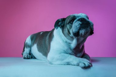 İngiliz bulldog 'unun portresi neon rengi pembe arkaplanda izole edilmiş.