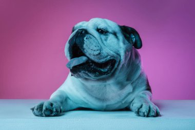 İngiliz bulldog 'unun portresi neon rengi pembe arkaplanda izole edilmiş.