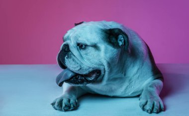 İngiliz bulldog 'unun portresi neon rengi pembe arkaplanda izole edilmiş.