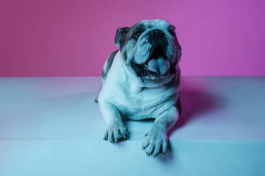 İngiliz bulldog 'unun portresi neon rengi pembe arkaplanda izole edilmiş.