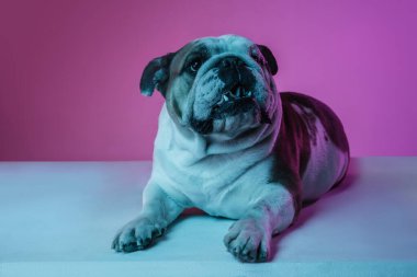 İngiliz bulldog 'unun portresi neon rengi pembe arkaplanda izole edilmiş.