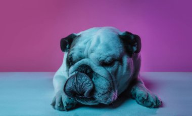 İngiliz bulldog 'unun portresi neon rengi pembe arkaplanda izole edilmiş.