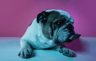 İngiliz bulldog 'unun portresi neon rengi pembe arkaplanda izole edilmiş.