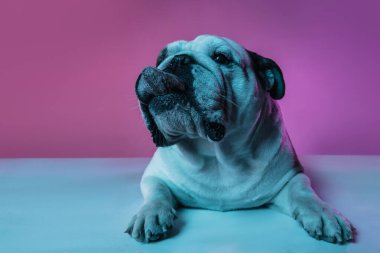 İngiliz bulldog 'unun portresi neon rengi pembe arkaplanda izole edilmiş.