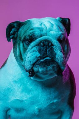 İngiliz bulldog 'unun yakın plan görüntüsü neon ile izole edilmiş.
